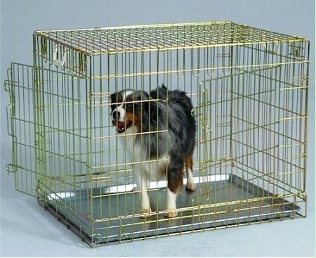 gold dog crate