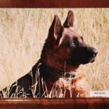 YOUR DOGS PHOTO PRESERVED ON A METAL PRINT YOUR DOGS PHOTO PRESERVED ON A METAL PRINT