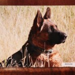 8 X 12 GLOSSY METAL PHOTO OF YOUR DOG