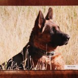 YOUR DOGS PHOTO PRESERVED ON A METAL PRINT