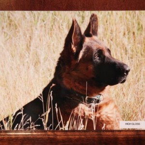 8 X 12 GLOSSY METAL PHOTO OF YOUR DOG