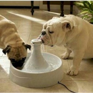 Drinkwell 360 Pet Fountain