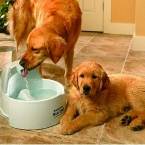Drinkwell Big Dog Pet Fountain